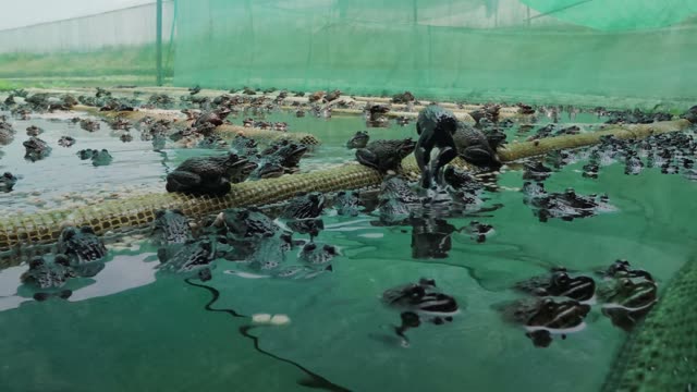 Frog Farm Net Cages