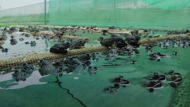Frog Farm Net Cages