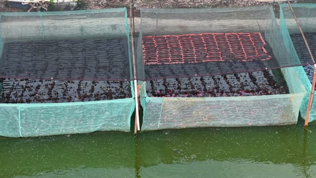 Frogs On Net Rafts