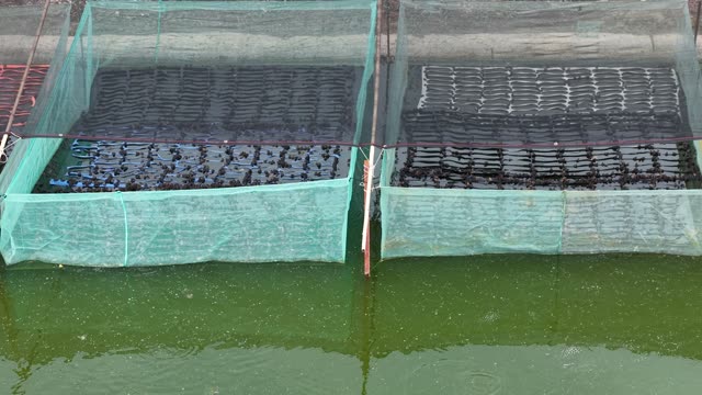 Frogs On Net Rafts