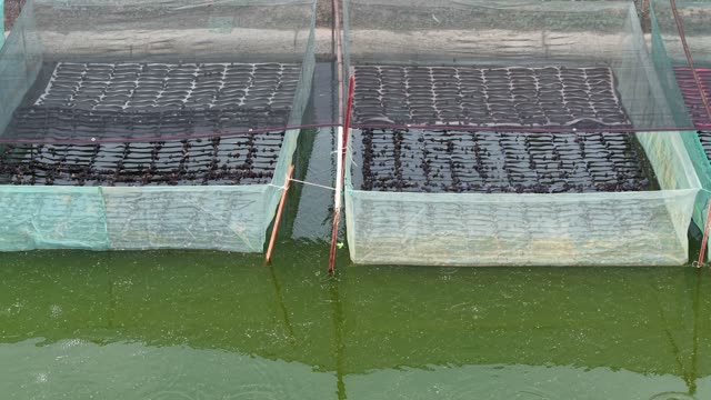 Frogs On Net Rafts