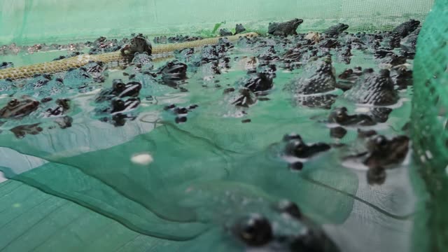 Net-Covered Frog Pond