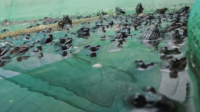 Net-Covered Frog Pond