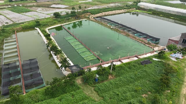 Many Frogs In A Farm Pen