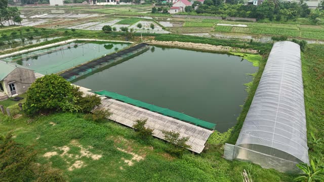 Many Frogs In A Farm Pen