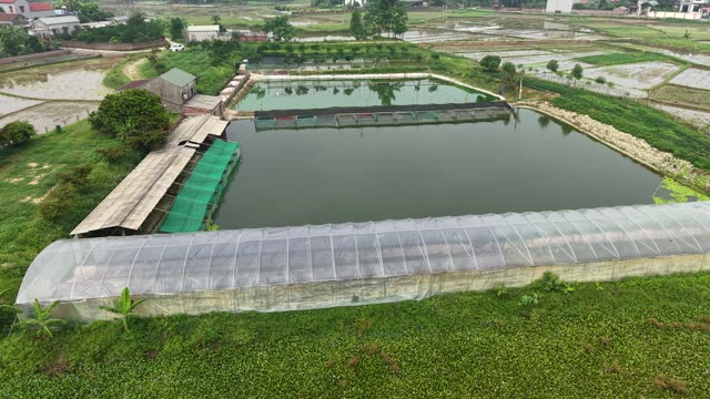 Many Frogs In A Farm Pen