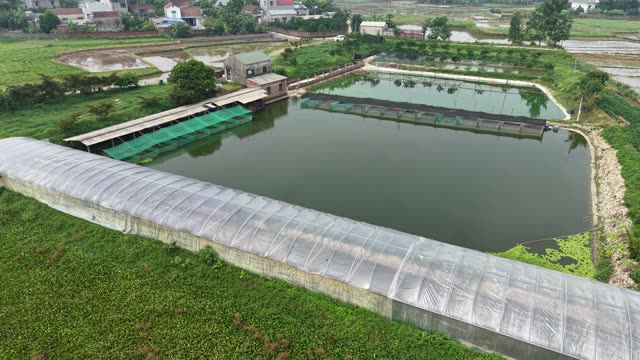 Many Frogs In A Farm Pen