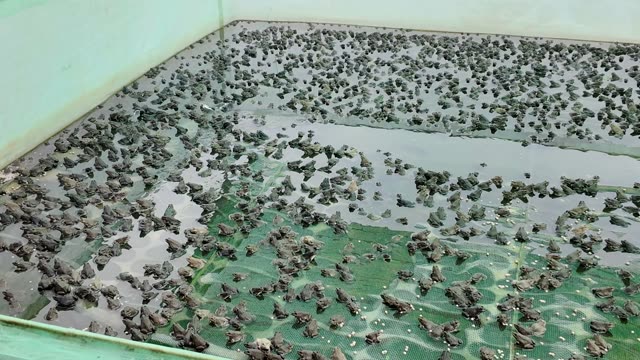 Frogs On Net Rafts