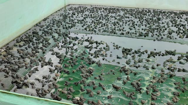 Frogs On Net Rafts