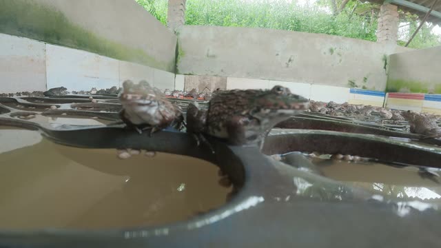 Holding A Large Farmed Frog