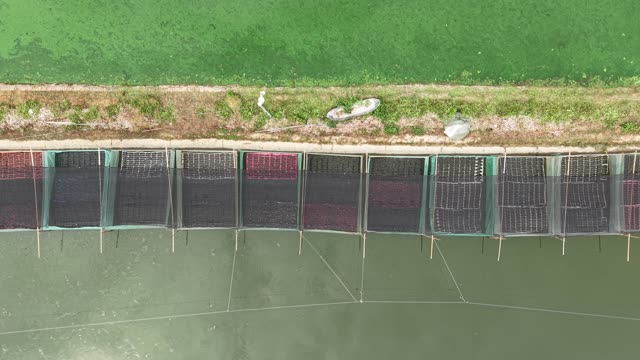 Net-Covered Frog Pond