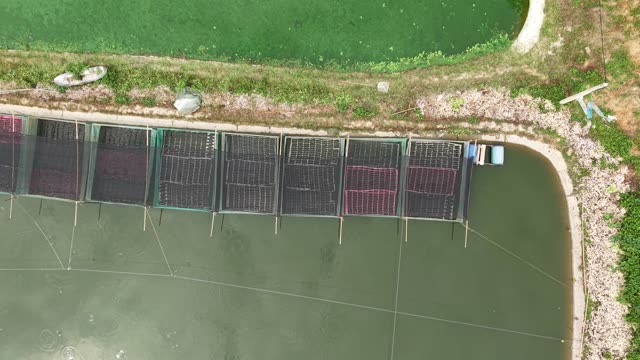 Net-Covered Frog Pond