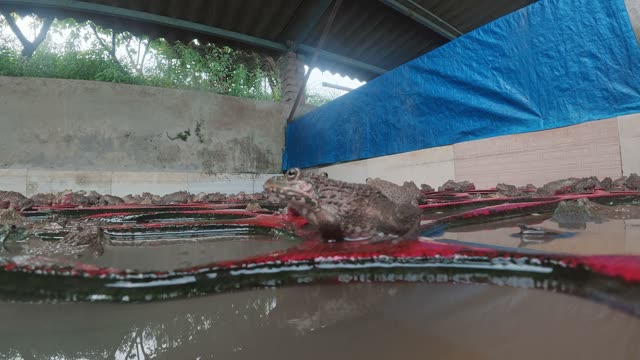 Many Frogs In A Farm Pen