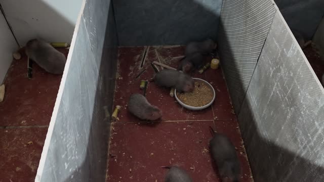 Baby Bamboo Rats Feeding