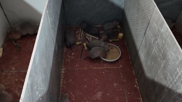 Baby Bamboo Rats Feeding