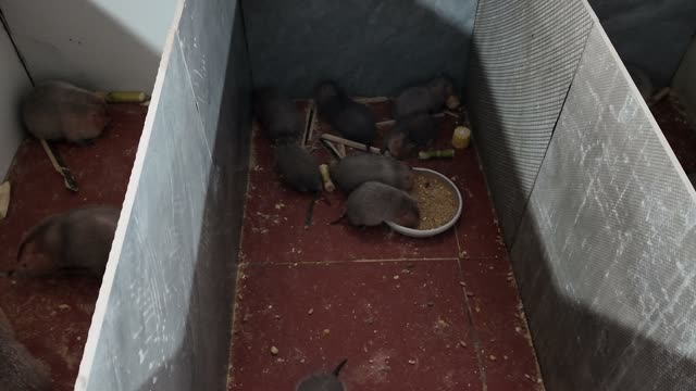 Baby Bamboo Rats Feeding