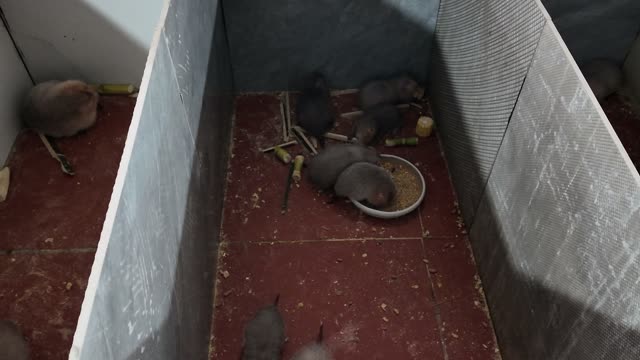 Baby Bamboo Rats Feeding