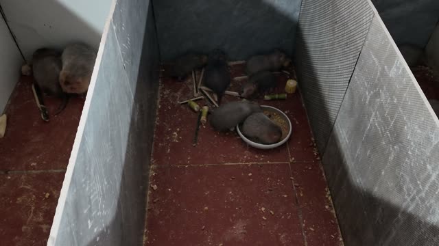 Baby Bamboo Rats Feeding