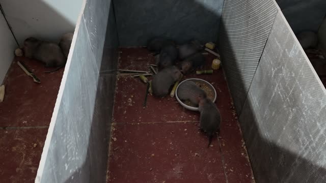 Baby Bamboo Rats Feeding