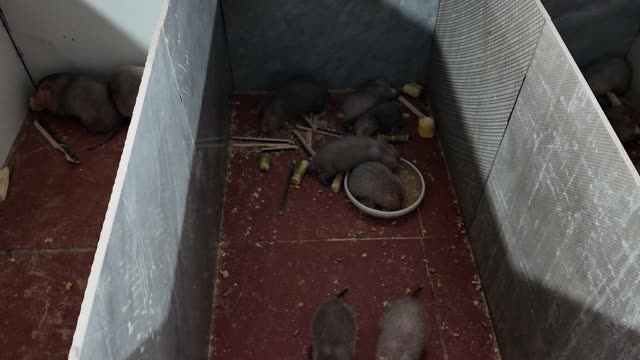 Baby Bamboo Rats Feeding