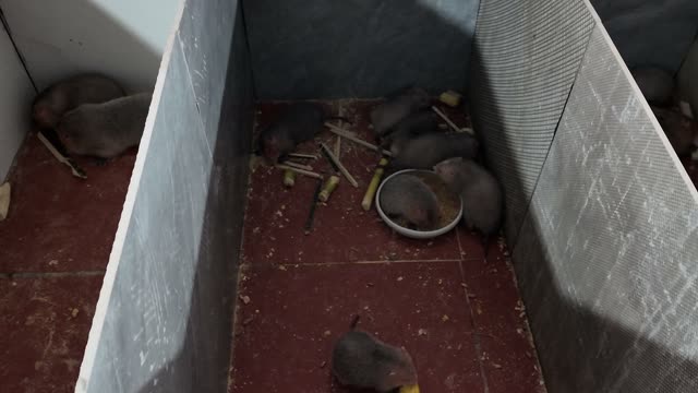 Baby Bamboo Rats Feeding