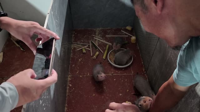 Baby Bamboo Rats Feeding