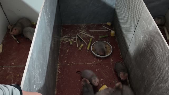 Baby Bamboo Rats Feeding