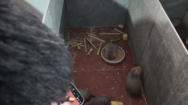 Baby Bamboo Rats Feeding