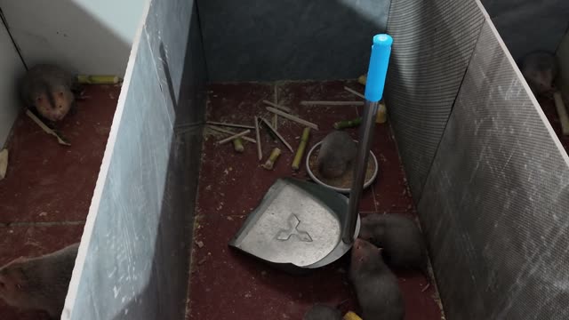 Baby Bamboo Rats Feeding