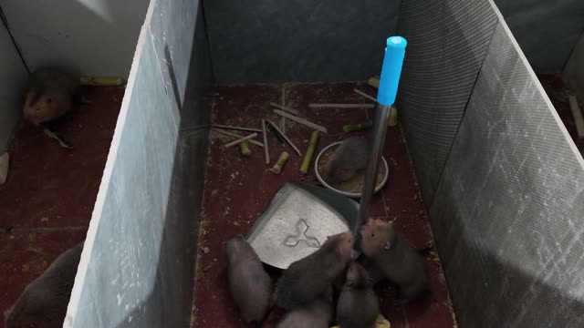 Baby Bamboo Rats Feeding