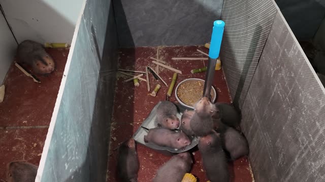 Baby Bamboo Rats Feeding