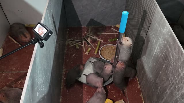 Baby Bamboo Rats Feeding