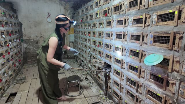 Bamboo Rat Farm At Night