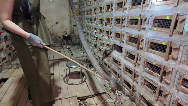 Bamboo Rat Farm At Night