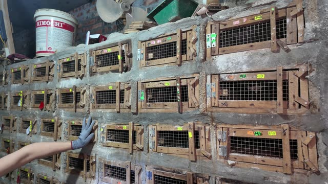 Bamboo Rat Farm At Night