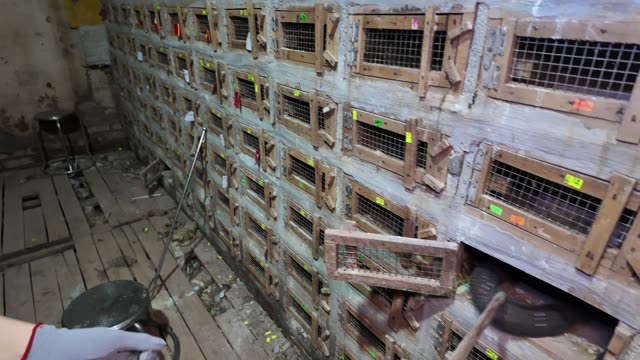 Bamboo Rat Farm At Night