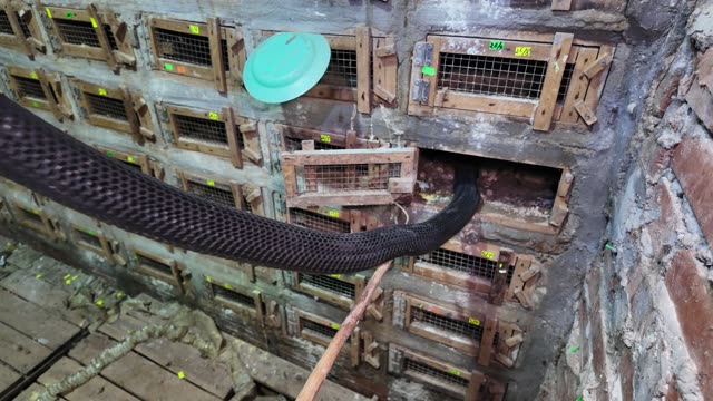 Bamboo Rat Farm At Night