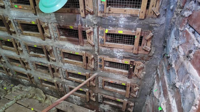 Bamboo Rat Farm At Night