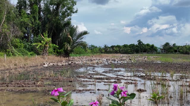 Free-Range Ducks In The Mekong