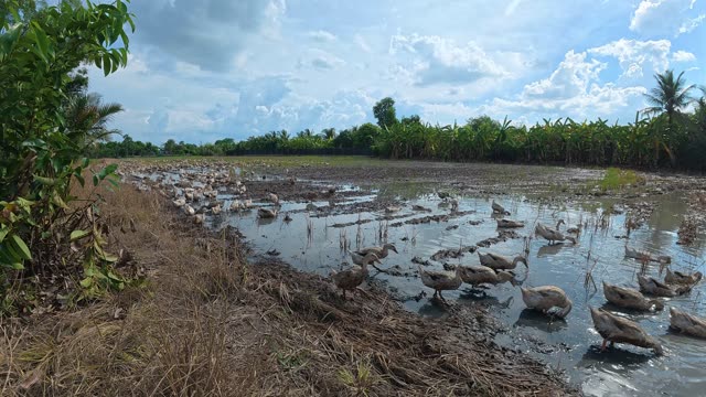 Herded Ducks On Rice Fields