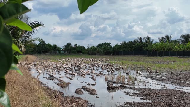 Free-Range Ducks In The Mekong