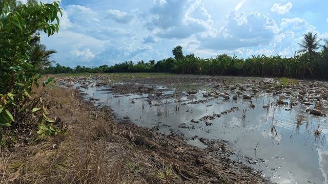 Herded Ducks On Rice Fields