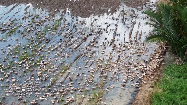 Free-Range Ducks In The Mekong