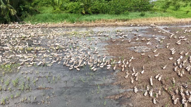 Herded Ducks On Rice Fields