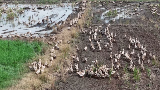 Free-Range Ducks In The Mekong