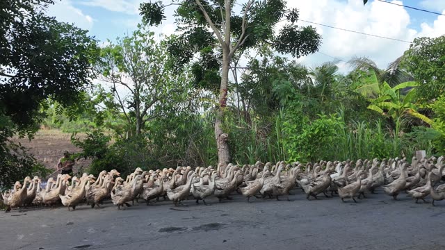 Herded Ducks On Rice Fields