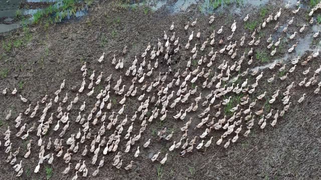 Free-Range Ducks In The Mekong