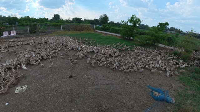 Herded Ducks On Rice Fields