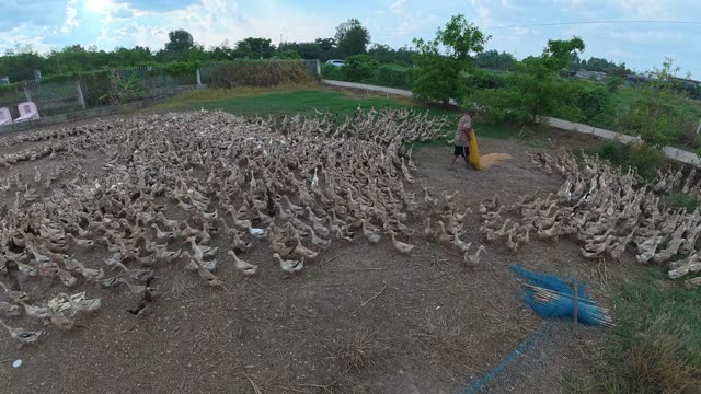 Herded Ducks On Rice Fields