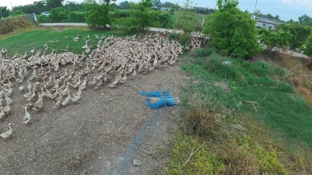 Herded Ducks On Rice Fields